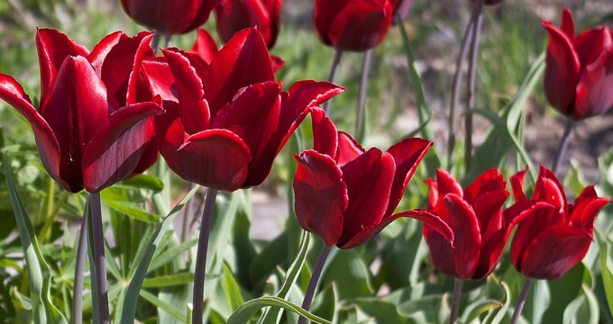 red Tulips May 18 2018 b small