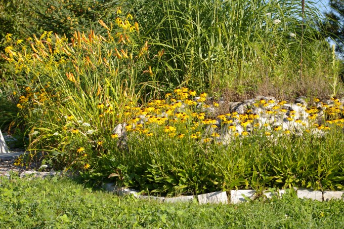 rock and black eyed susan