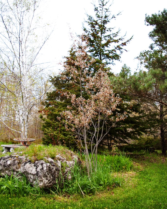 Serviceberry and Rock May 16 2018 small