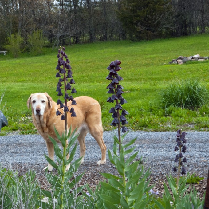 Shileau and F. persica May 16 2018