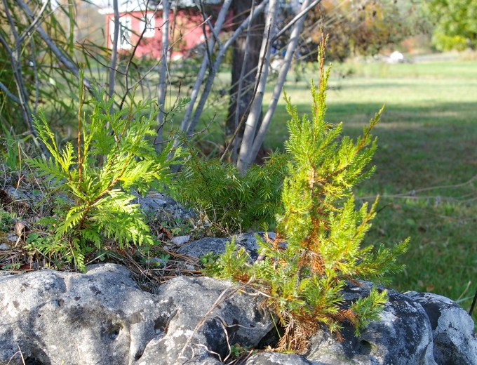 Three Dwarf Conifers on the Rock Oct 19 2017