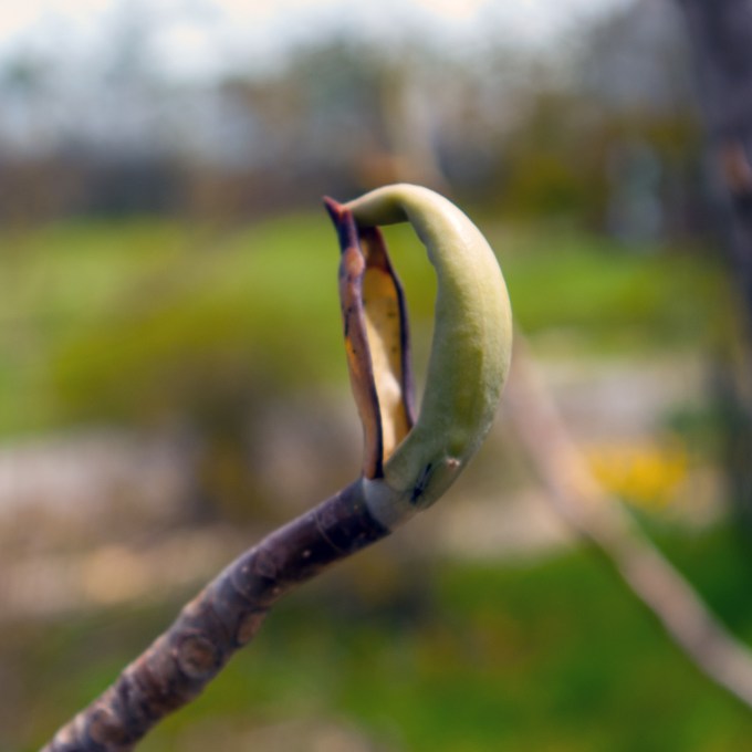 Umbrella Magnlia bod breaking May 12 2018