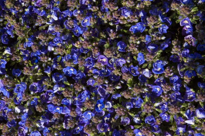 Veronica Whitley's Speedwell closeup May 18 2018 b small