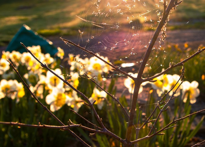 Vibutnum, spring morning with midges and Narcissus May 5 2018 small