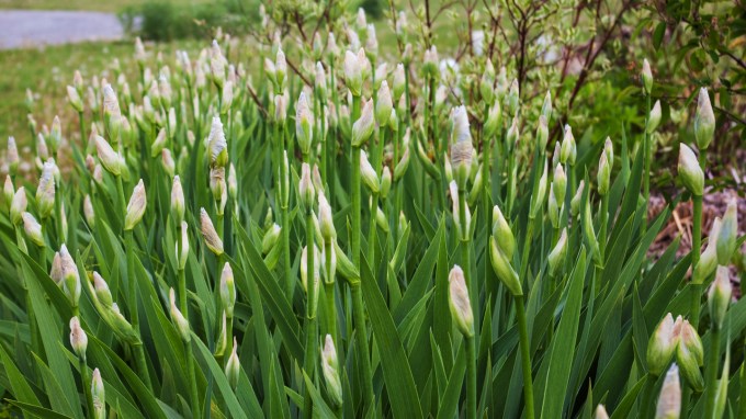 white Iris waiting for the right moment to open May 28 2018