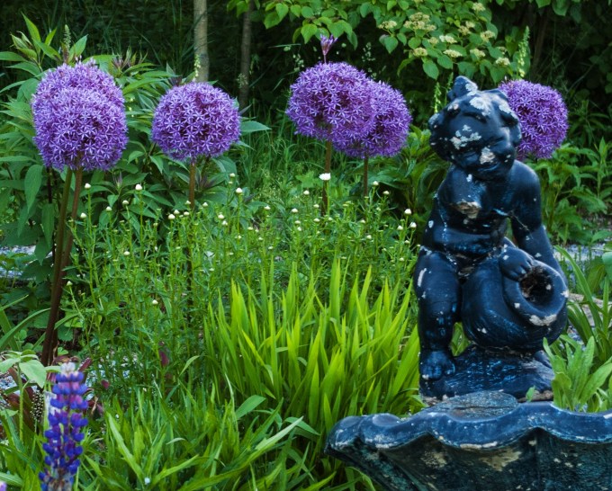 Allium and cherub June 15 2018