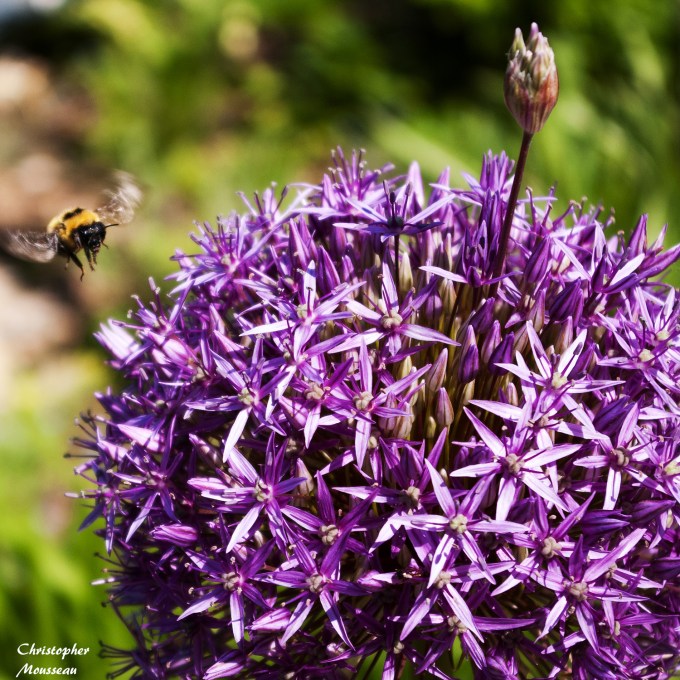 Allium &amp; Bee Coming in for a Landing June 8 2018 sm