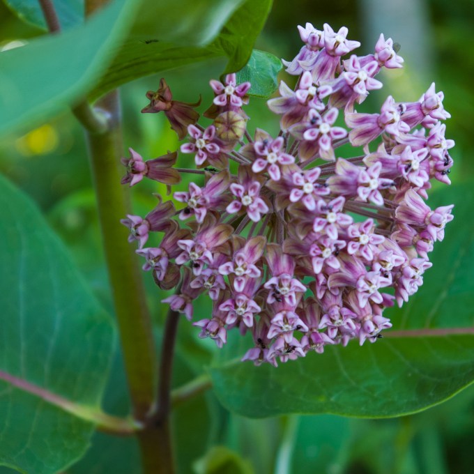 ants on Milkweed June 28 2018 small