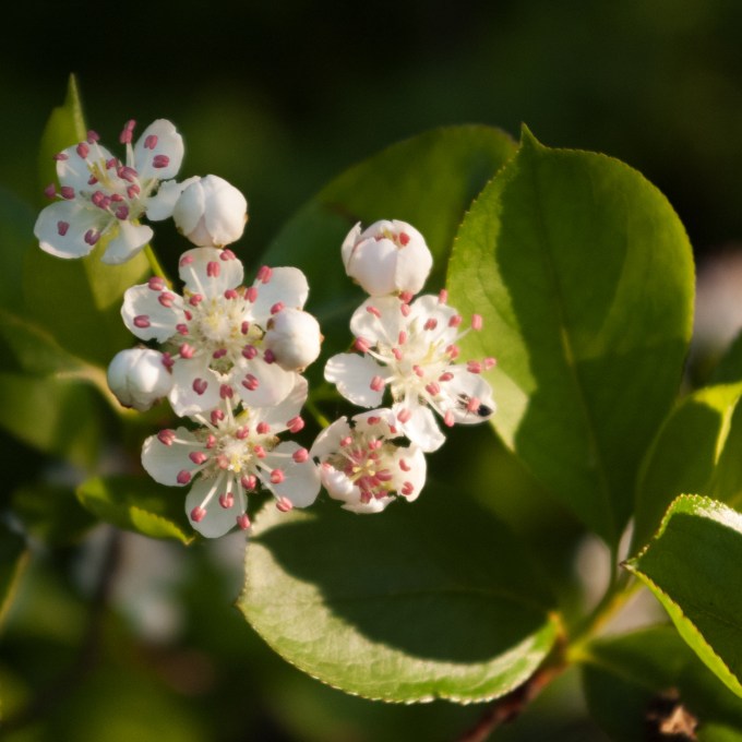 Aronia melanocarpa flowers June 2 2018 b sq
