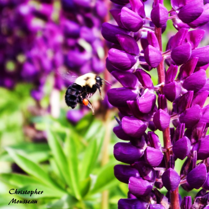 bee and Lupin June 9 2018 sm