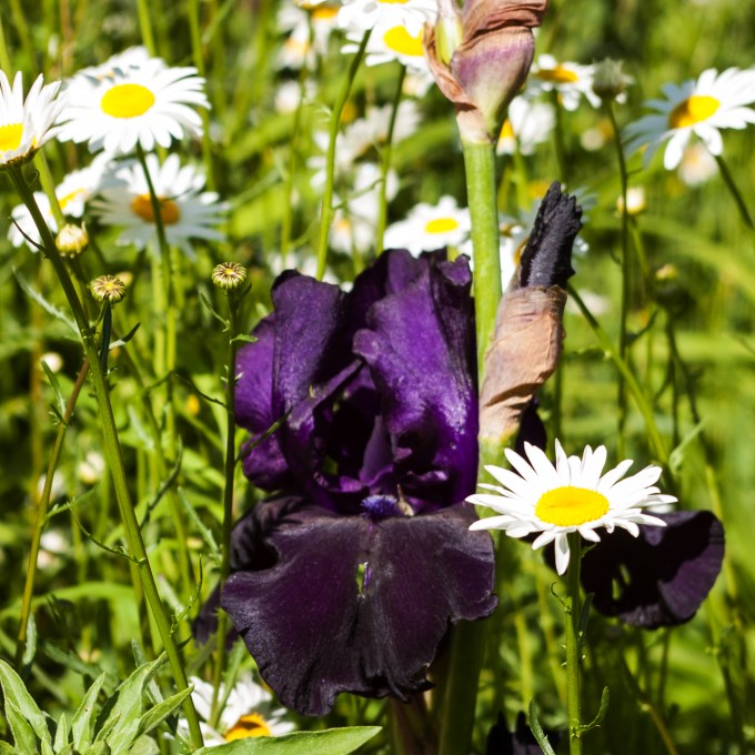 black Iris June 15 2018