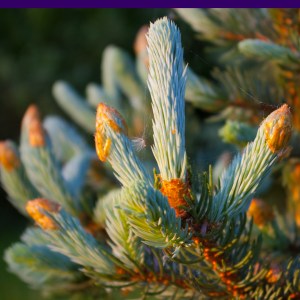 Blue Spruce new growth June 2 2018 sm
