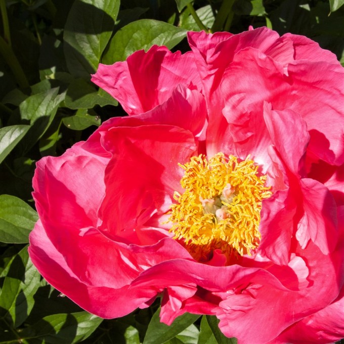 first Peony June 8 2018 sm sq