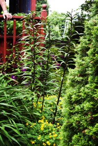 Garden Tour #4b June 24 2018