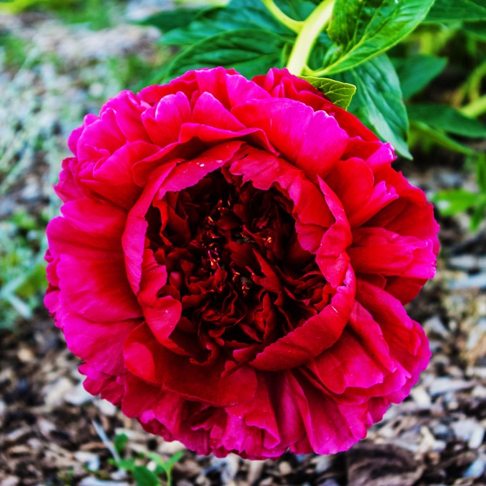 large red Peony June 15 2018 sm