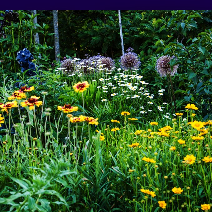 Leucanthemum vulgare (Ox Eye Daisies), Coreopsis and Gaillardia (Blanket Flower) June 28 2018 sm