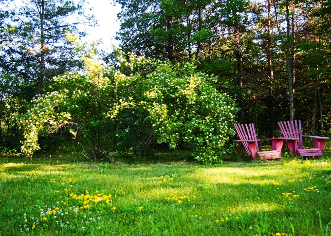 Ninebark - Physocarpus - June 28 2018