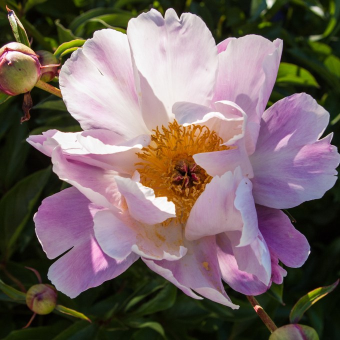 pale pink Peony June 15 2018 sm