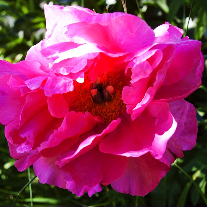 pink Peony June 15 2018 sm