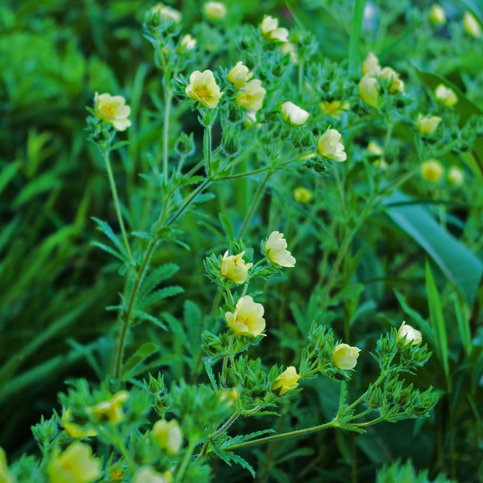 Potentilla simplex June 28 2018