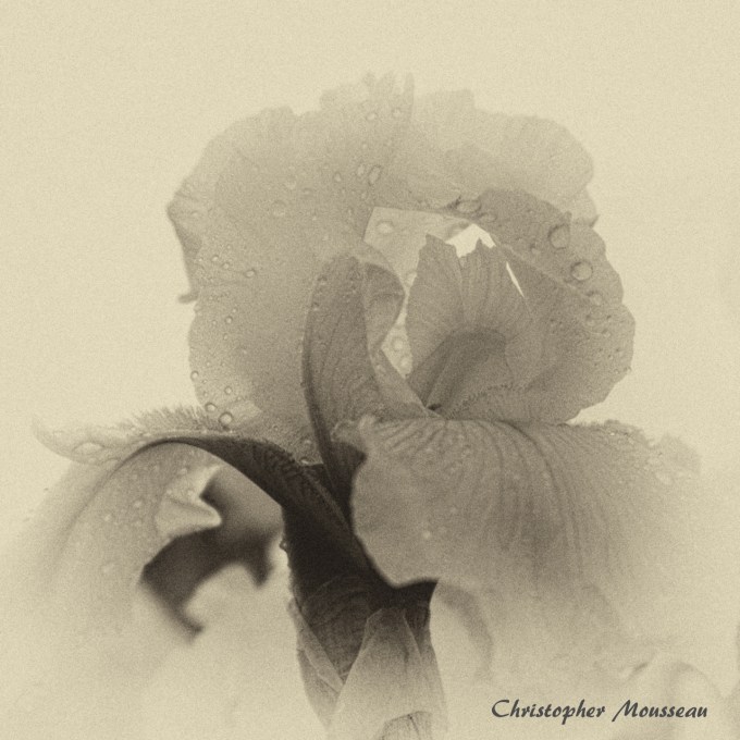 reblooming Bearded Iris - after the rain June 1 2018 b sm sq