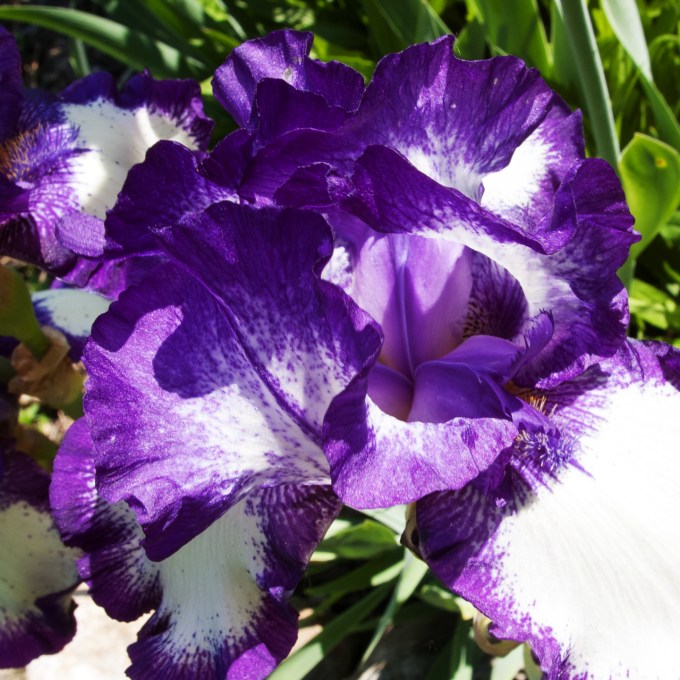 Violet iris in the sun June 8 2018 sm sq b