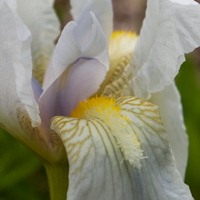 white Iris May 28 2018 closeup small