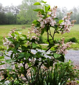 white Lilac bush May 28 2018
