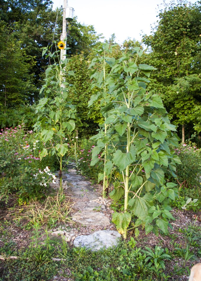 2 Island July 28 2018 - sunflower allee