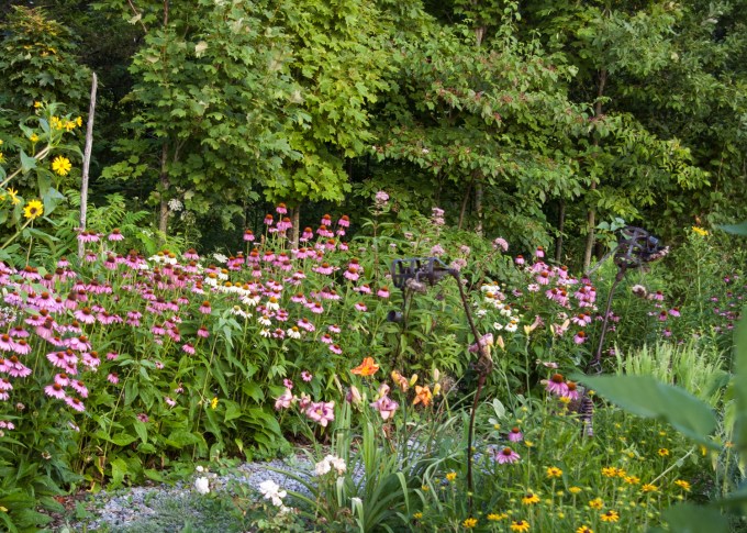 5 Island July 28 2018- middle Echinacia path