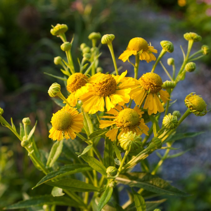 7 Island July 28 2018 - Helenium - Sneezeweed