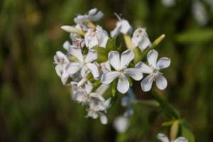 closeup white wildflower on mound