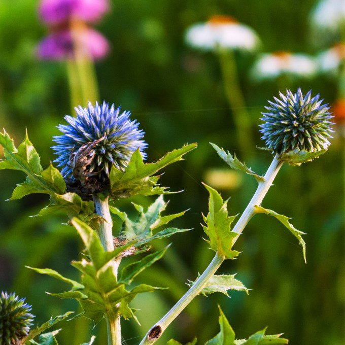 Echinops July 20 2018