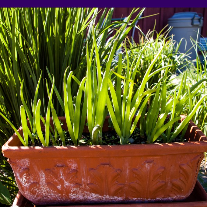 green onion trough June 15 2018
