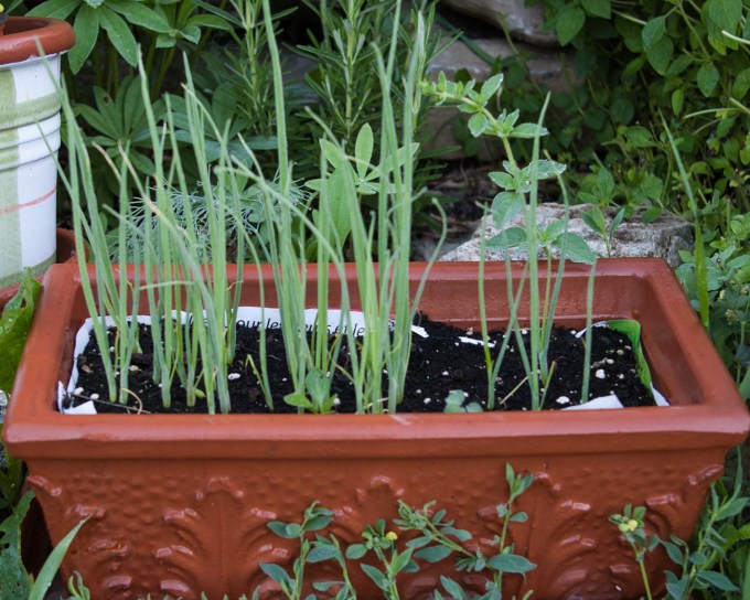 green onions from seed in trough June 29 2018