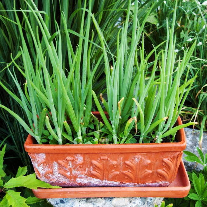 onion trough July 6 2018