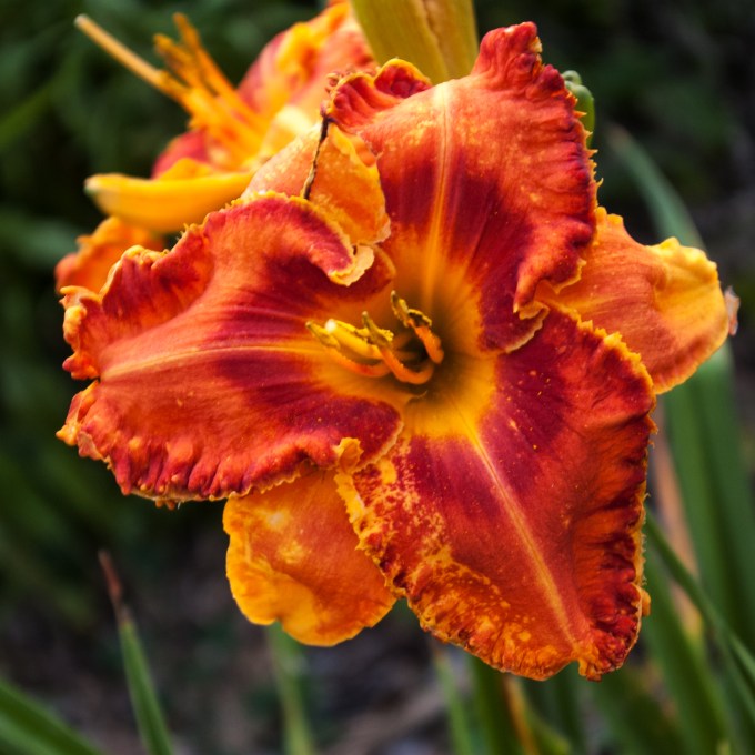 red orange ruffled daylily July 21 2018 sm
