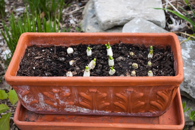 trough of Shallots - green onions - May 28 2018