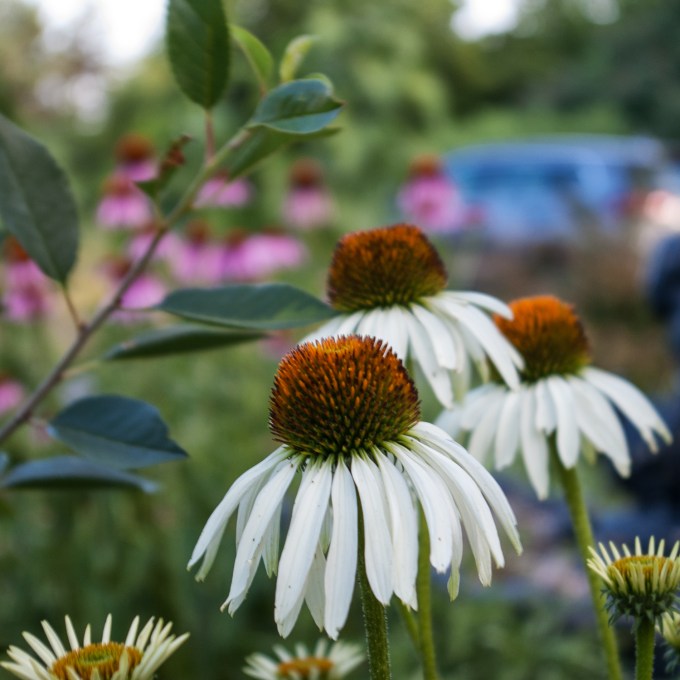 white Echinacea July 20 2018 2