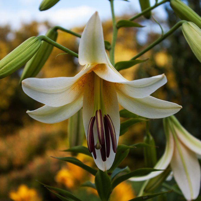 white Lily July 21 2018