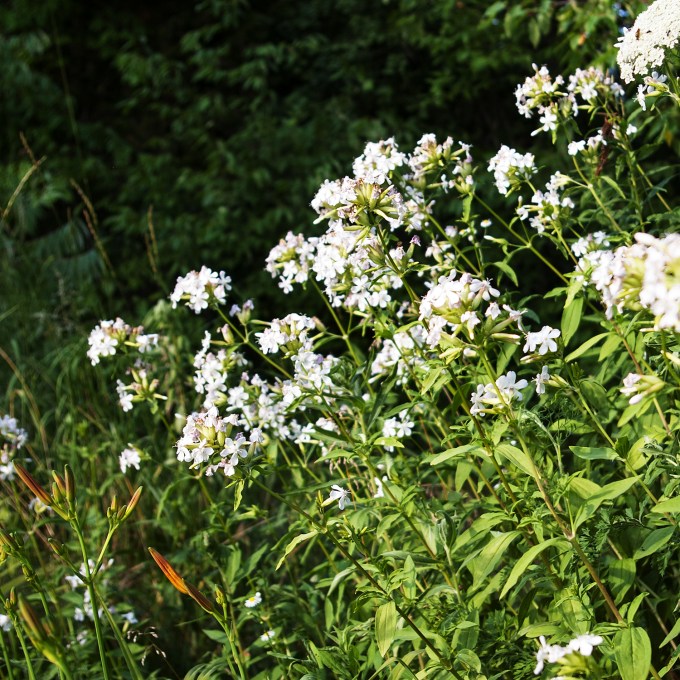 white wildflower on mound