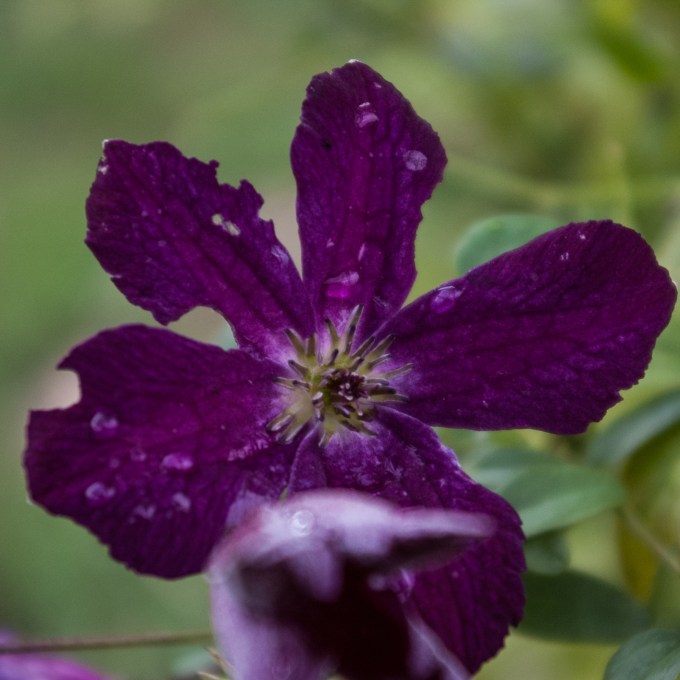 Clematis viticella Etoile Violet Aug 18 2018