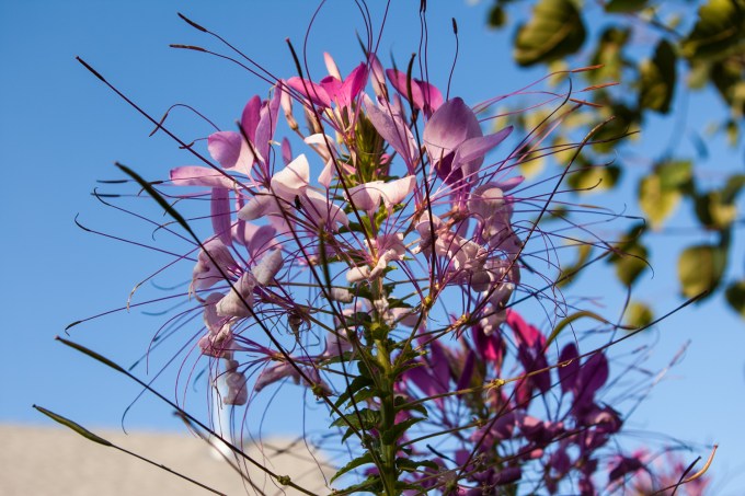 Cleome Aug 11 2018 sm