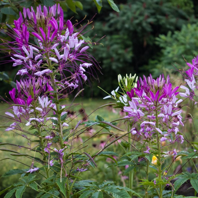 Cleome Aug 3 018 sm