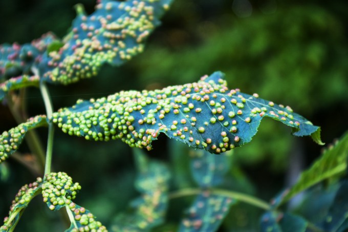 gall on Ash tree 2