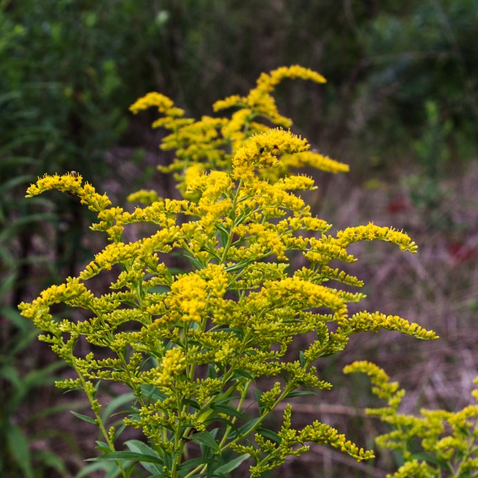 Goldenrod Aug 2018