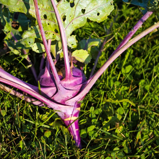 Kholrabi Aug 24 2018