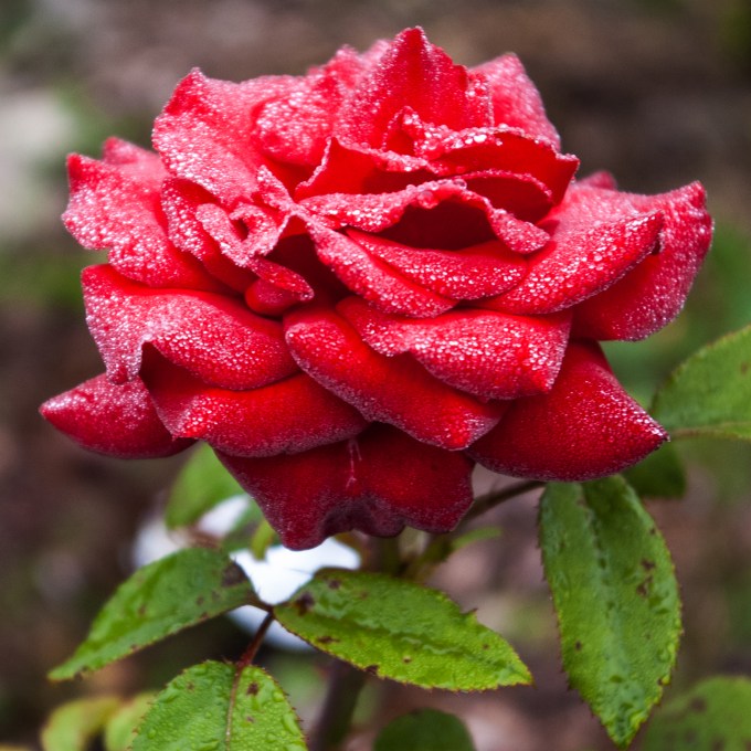 Kordes rose 'Crimson Bouquet' Aug 3 2018