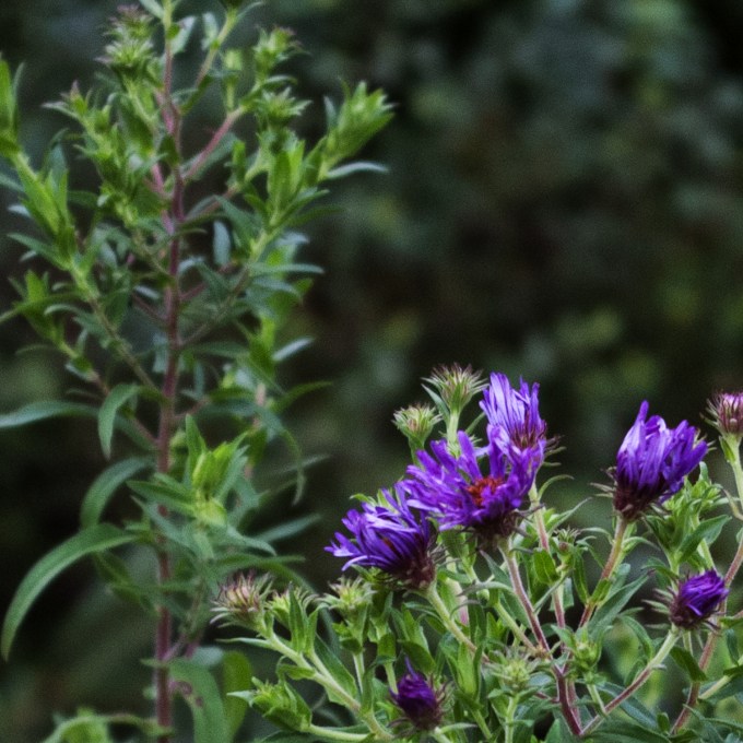 New England Aster starting Aug 18 2018