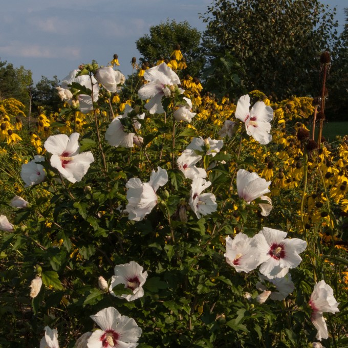Rose of Sharon and Ratibida pinnata Aug 24 2018